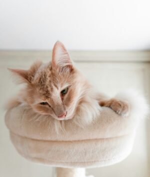 riccardo-ragione-7Wr_uV6MiGk-unsplash Pet comfy